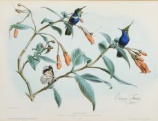 Edouard Travies, A pair of 19th Century hand coloured lithographs of exotic birds, both 9.75