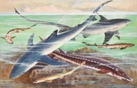 Two studies of fish, watercolours, both inscribed in pencil, one signed Theo. C, 4