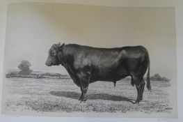 [COWS / CATTLE] Les Races Bovines au Concours Universal Agricolede Paris en 1856 Etudes