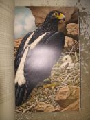 [NATURAL HISTORY] AMUCHASTEGUI (Axel) artist: Some Birds and Mammals of Africa, large folio