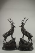 AFTER JULES MOIGNIEZ A LARGE PAIR OF BRONZE STAGS. Signed on an oval marble base. 29ins high.