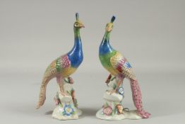 A PAIR OFSEVRES DESIGN PEACOCKS on flower encrusted bases. 12ins high.