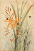 Circle of Katherine Cameron, Bees on a flowering plant, watercolour, 9