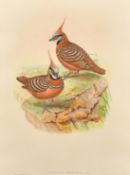 Elizabeth and John Gould, ' Lophophaps Ferruginea', hand coloured lithograph, 18.75