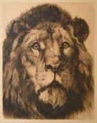 Herbert Dicksee, The head of a Lion, etching, (large plate), signed in pencil, 23.25