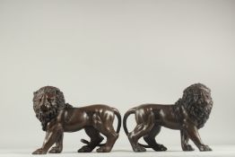 A GOOD PAIR OF BRASS STANDING LIONS. 1ft 1ins long.