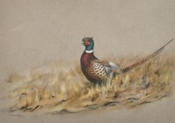Andrew Miller Mundy, Study of a Pheasant, signed, Malcolm Innes Gallery trade label verso, 10.25