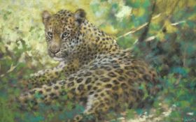 Joel Kirk (b. 1948), a leopard reclining, pastel, signed, 12