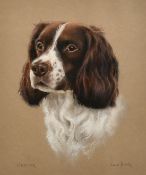 Kate Brooks, 20th Century, 'Hector' a study of a Springer Spaniel, pastel, signed and inscribed, 12