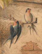 Neville Cayley (1853-1903), swallows feeding their young, watercolour, signed and dated 1891, 5.5