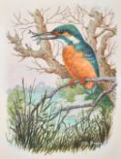 Ella Bruce (20th Century), a kingfisher on a branch with a small fish in his mouth, watercolour,