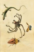 A collection of five 19th Century Chinese watercolour on pith paper paintings of natural history