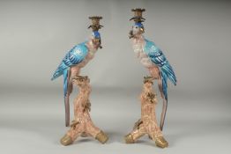 A GOOD PAIR OF BLUE PORCELAIN PARAKEET CANDLESTICKS with gilt metal candle holders, standing on a
