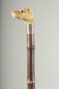A CARVED BONE DOG HANDLE SWORD STICK with silver band. 3ft long.