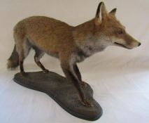 Taxidermy fox - advised preserved by local professional taxidermist William Hales - approx. 41
