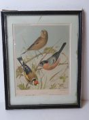 Lithographic print; Cassells Canaries an