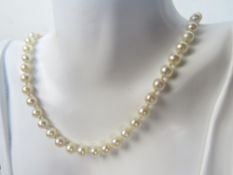A single row of cultured pearls, uniform individually knotted beads,