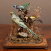 An antique case of exotic taxidermy birds