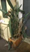 A large Bird of Paradise houseplant.