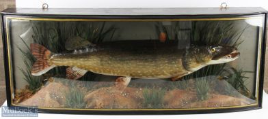 Cased Fish - W.F Homer preserved Pike - in bow fronted glass case with gilt line edge, 'Caught at