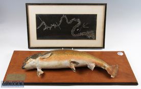 Taxidermy Mounted Salmon 6.5lb, with a map of where it was caught at Red Rock Pool St Jean River,