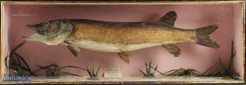 Taxidermy Cased Fish of a Pike handwritten label to inside caught in the neighbourhood of Banbury