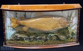 Taxidermy Cased Fish of a Sea Trout caught at the Brewery Romsey in a tributary of the River Test,