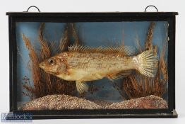 Taxidermy Miniature Cased Ruffe Dace Fish, with a natural scene, size of case is 24cm x 15cm x 6.5cm