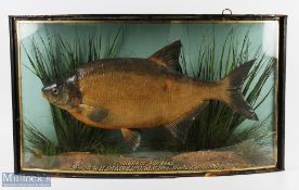 Taxidermy Cased Fish Bream 4lb 4 oz, in a bow fronted glass case, caught by H Swaddling at St