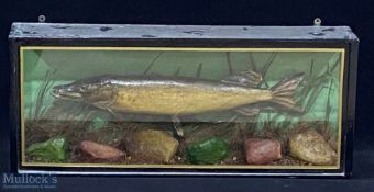 Taxidermy Cased Fish of a small Pike fish length approx. 54cm long, faded makers label to top left