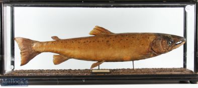 Taxidermy Cased Fish Trout, 15lb Aug 1903, the River Truim Scottish Highlands, caught by D