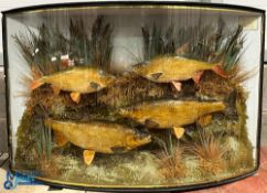 Large Bow Front Cased Group of Roach and Chub Taxidermy having 2x roach and 2x chub mounted on
