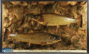 Large Scarce and Unusual Cooper Cased Pair of Ferox Trout on Rock Bed Setting caught on Lough Mask