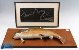 Taxidermy Mounted Salmon 6.5lb, with a map of where it was caught at Red Rock Pool St Jean River,