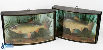 Pair of Taxidermy Roach in Individual Bow Front Cases by J Cooper one case having inner label ‘Roach
