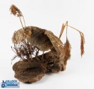 Taxidermy English Partridge, just about to take flight from heather and wheat scene, mounted on cork