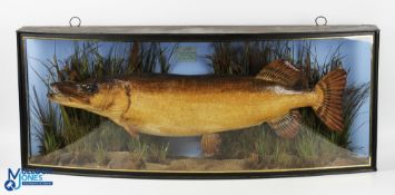 J Cooper & Sons Pike Taxidermy in Bow Front Case weight 19 3/4lbs on naturalistic ground with hand