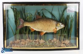Taxidermy Cased 2lbs 9oz Roach by Trevor King housed in a bow fronted glass case with naturalistic