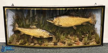 J Cooper & Sons Large Twin Trout Taxidermy in bow fronted case with naturalistic ground, bears J