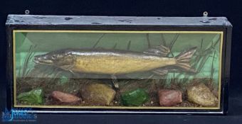 Taxidermy Cased Fish of a small Pike fish length approx. 54cm long, faded makers label to top left