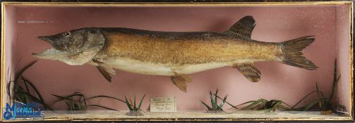 Taxidermy Cased Fish of a Pike handwritten label to inside caught in the neighbourhood of Banbury
