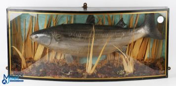 Cased Fish - Chub - in bow fronted wood framed display measures 34.5x15x (8-3.5