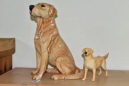 TWO BESWICK LABRADOR FIGURES, comprising a large Beswick Fireside Models seated Labrador, model no