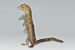 A TAXIDERMY CROCODILE, an anthropomorphic taxidermy of a juvenile crocodile, late 19th century,