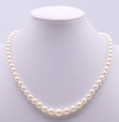 A single strand pearl necklace with a 9 ct gold clasp. 40 cm long.