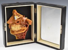 German anatomical model of a face with eye, jaw, teeth etc, in glazed ebonised case, 25.5 x 19 x
