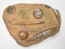 Large fossil sample with ammonites and orthoceras etc, 43 x 32cm