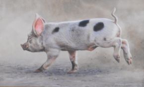 Andrew Hutchinson (born 1961) watercolour 'Old Spot piglet', signed lower right, 14 x 23cm, in