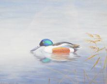 Richard Robjent (born 1937) gouache study of a drake shoveler duck, signed and dated 1981 lower
