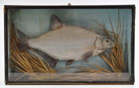 19th/20thC taxidermy study of a bream, in glazed case, W71 x D15 x H44cm